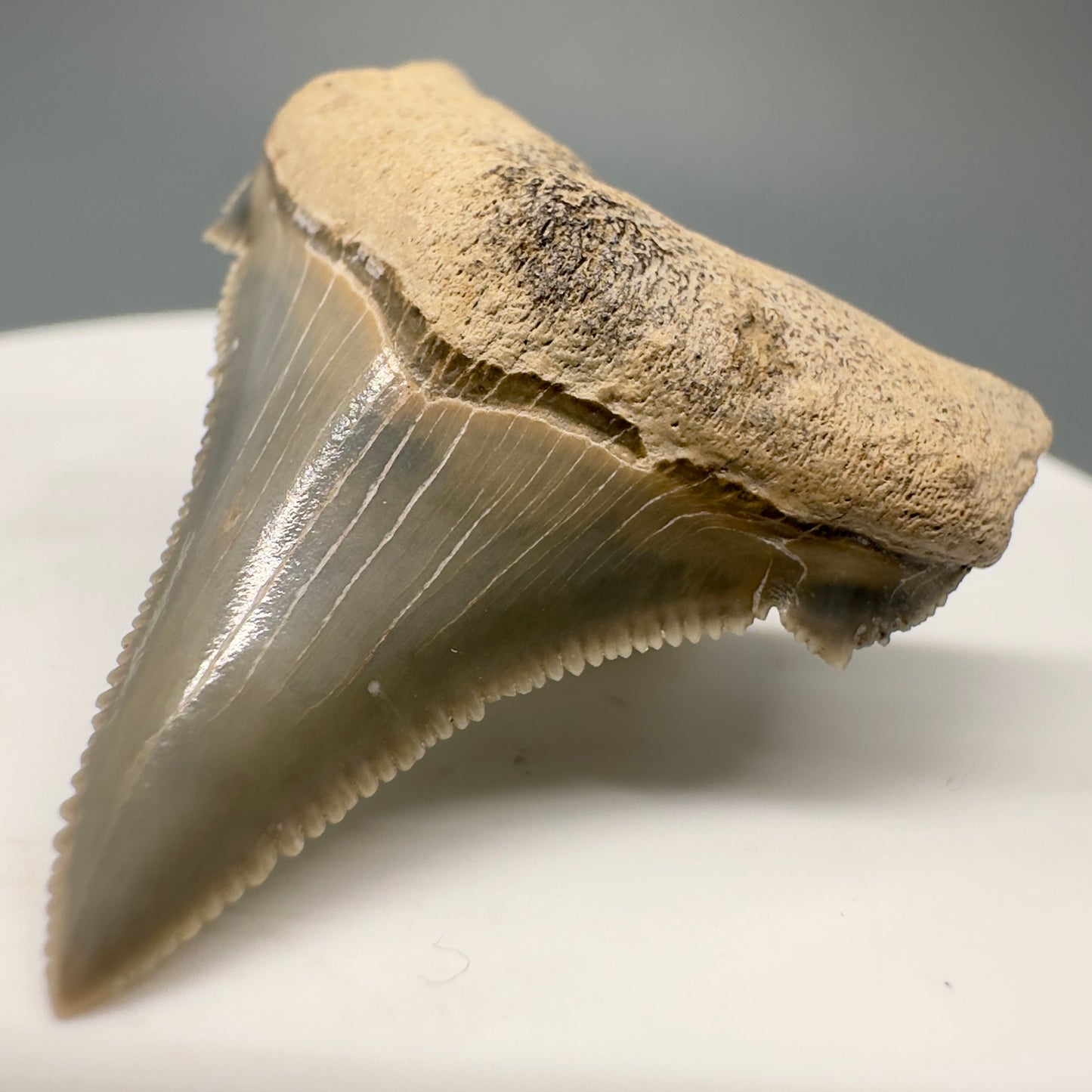 Colorful, serrated 1.45" Fossil Carcharocles angustidens Shark Tooth from Summerville, South Carolina