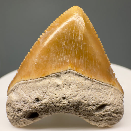 Heart shaped 1.36" Fossil Juvenile Megalodon Tooth - Bone Valley, Florida CM5005 - Front