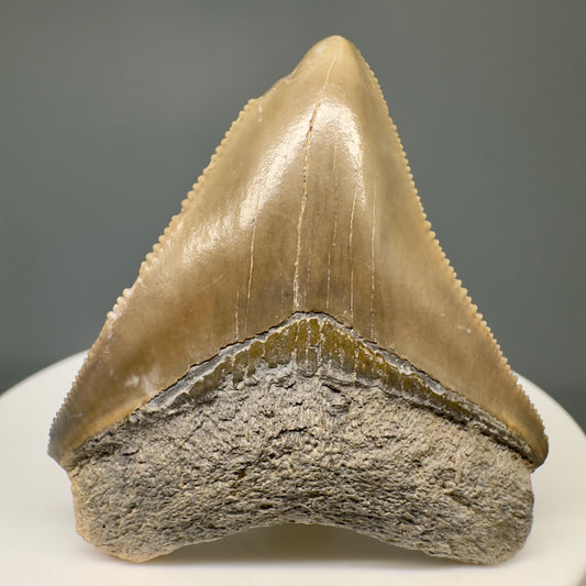 Beautiful 1.80" Fossil Megalodon Tooth: Stunning Colors from Bone Valley, Florida CM5006 - Front