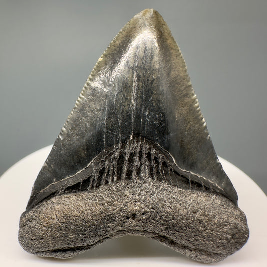 Beautiful Juvenile heart-shaped 1.98" Fossil Megalodon Tooth - Bone Valley, Florida CM5008 - Front