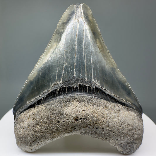 Juvenile, colorful 2.24" Fossil Megalodon Tooth - Bone Valley, Florida CM5009 - Front