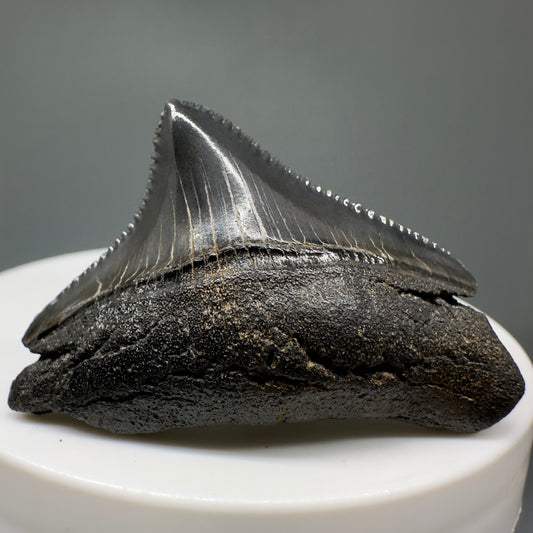 Black, sharply serrated 1.64" Posterior Fossil Megalodon Tooth - South Carolina CM5010 - Front