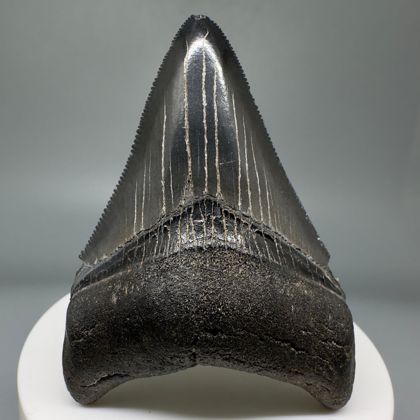 Jet Black, serrated 2.70" Fossil Megalodon Tooth from South Carolina