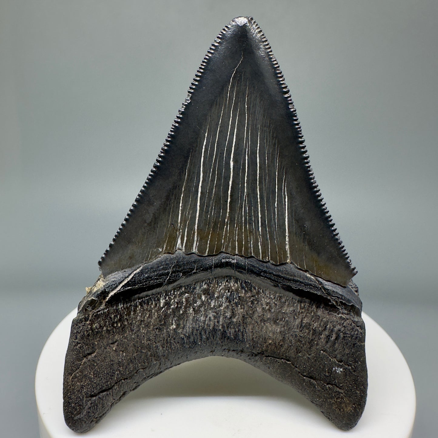 Jet Black, serrated 2.70" Fossil Megalodon Tooth from South Carolina