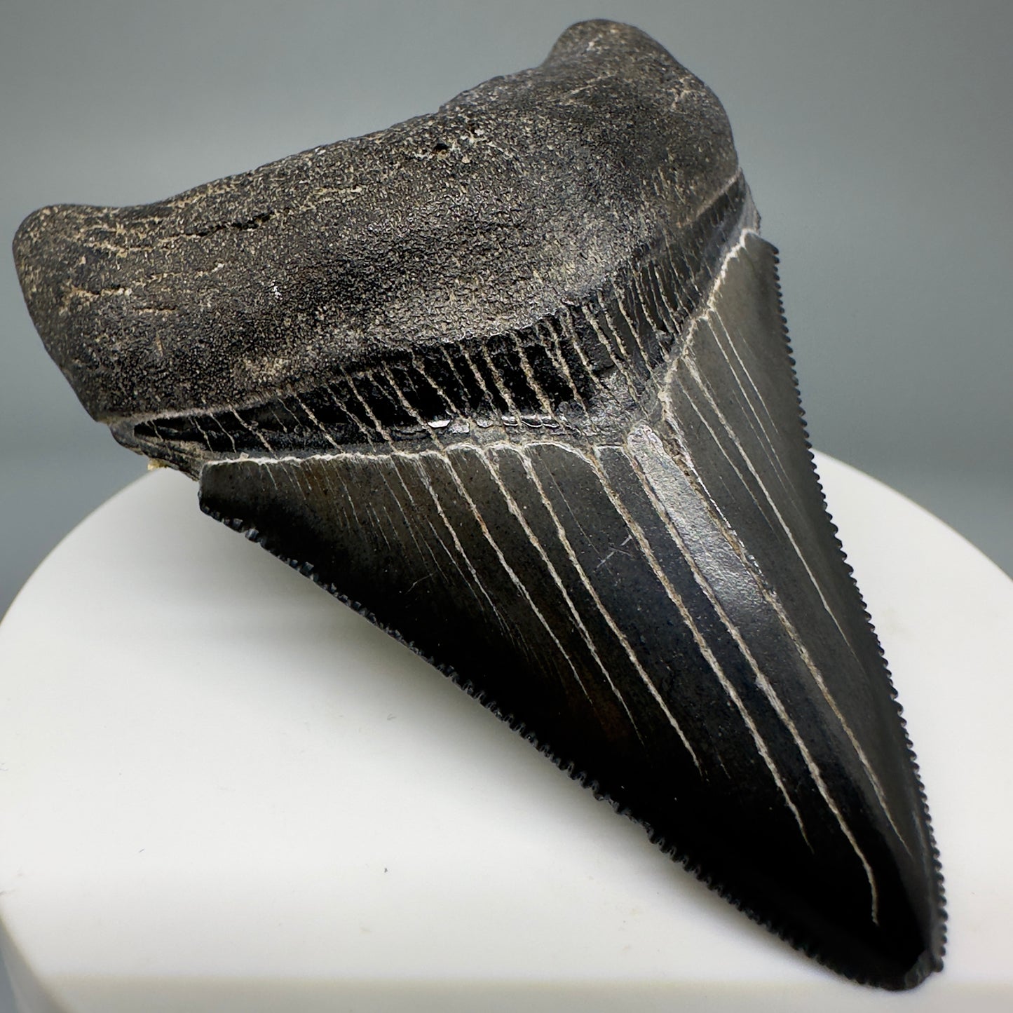 Jet Black, serrated 2.70" Fossil Megalodon Tooth from South Carolina