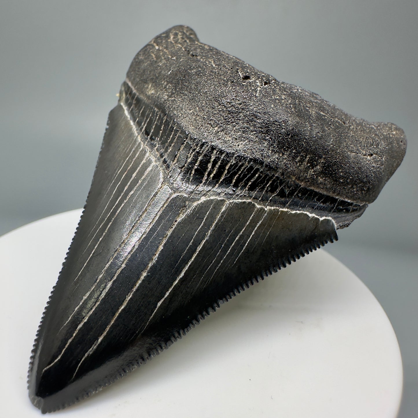 Jet Black, serrated 2.70" Fossil Megalodon Tooth from South Carolina