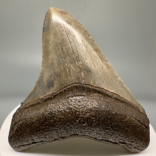 Authentic 2.49" Megalodon Tooth Fossil - Southeastern Georgia CM5015 - Front