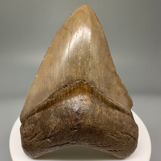 Brown, sharply serrated 2.77" Sharply Serrated Megalodon Tooth Fossil - Georgia CM5016 - Front