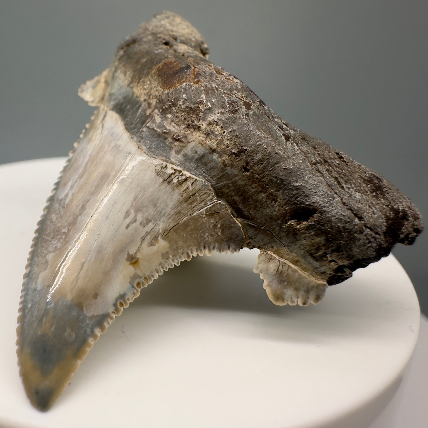 Colorful 2.01" Sharply Serrated Fossil Carcharocles auriculatus Shark Tooth - Pamunkey River, VA AU382 - Front Right