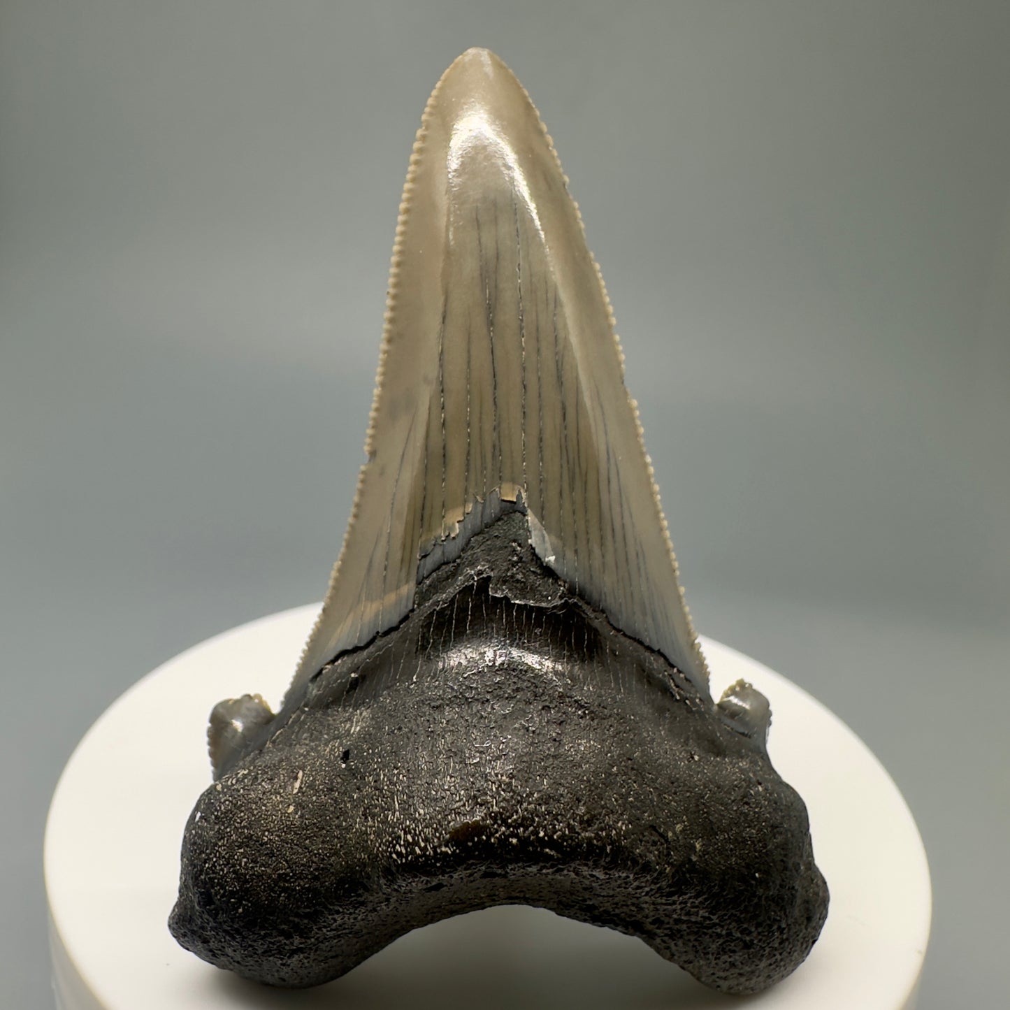 Gorgeous 2.50" Fossil Carcharocles sokolowi (auriculatus) Shark Tooth - Harleyville, SC AU386 - Front