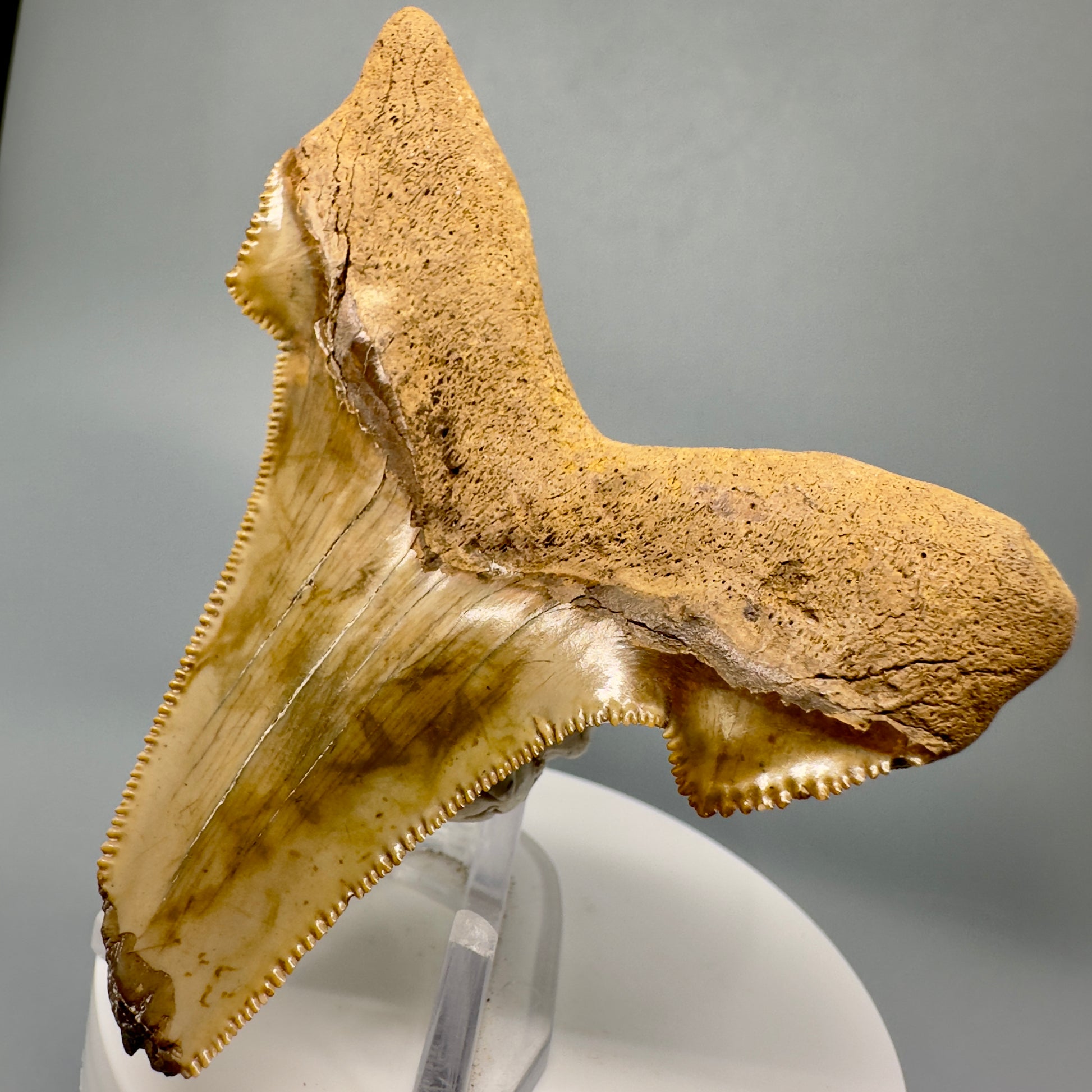 Large, Colorful 3.32" Fossil Carcharocles Sokolowi Shark Tooth - Lee County, GA AU385 - Back Right