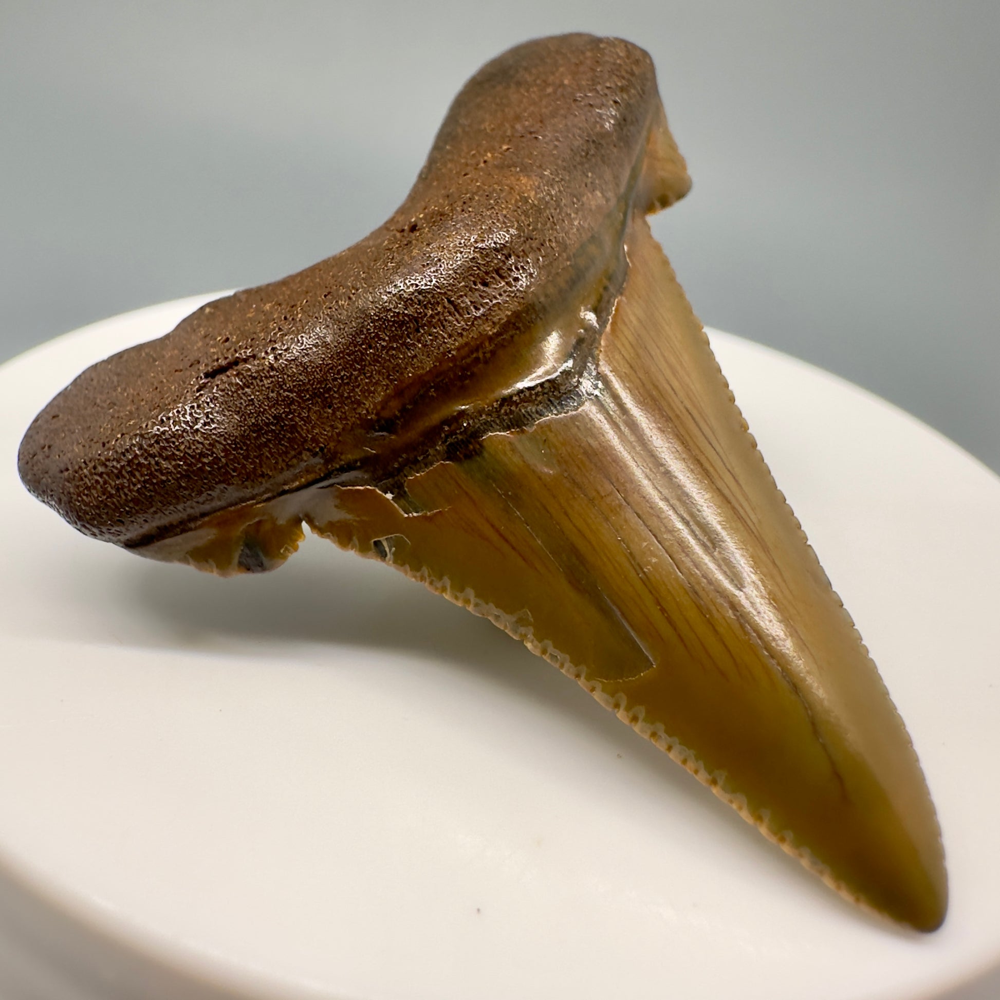 Colorful 1.91" Fossil Carcharocles Sokolowi Shark Tooth - Suwannee River, Florida AU383 - Front Left