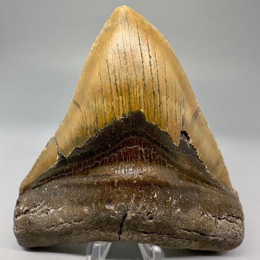 Colorful, serrated 4.96" Fossil Megalodon Tooth from North Carolina CM5028 - Front