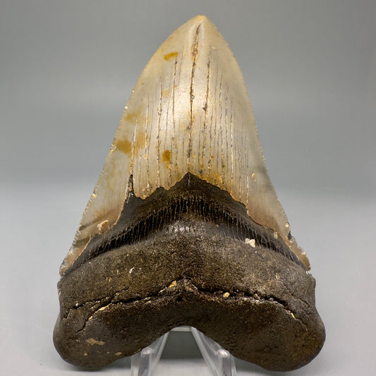 Colorful with great prints 4.97" Fossil Megalodon Tooth - North Carolina CM5026 - Front