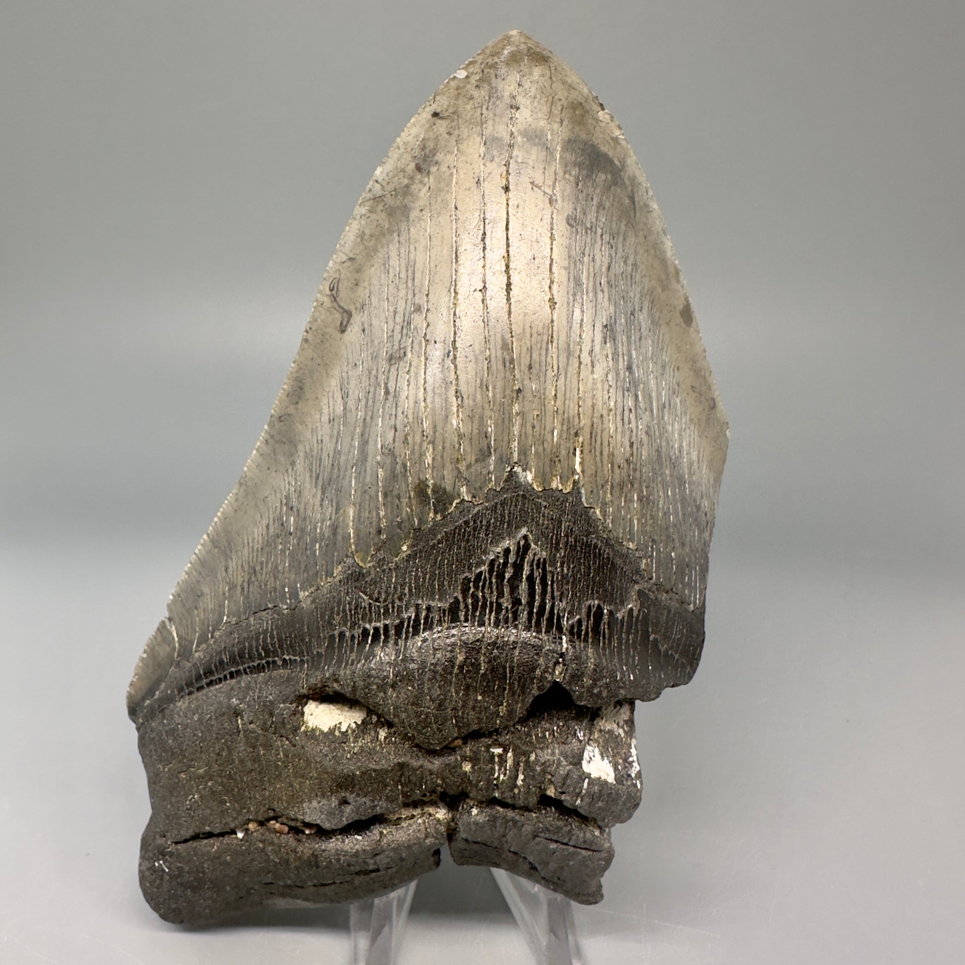 LARGE, serrated 5.83" Fossil Megalodon Tooth - Wilmington North Carolina CM5029 - Front