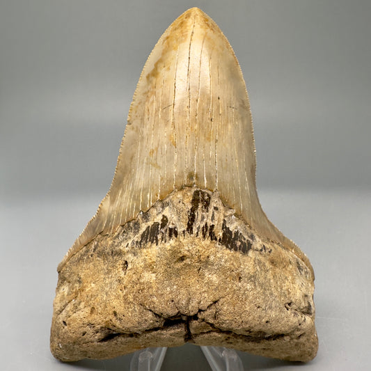 Lower Colorful, serrated 4.97" Fossil Megalodon Tooth from North Carolina CM5027 - Front