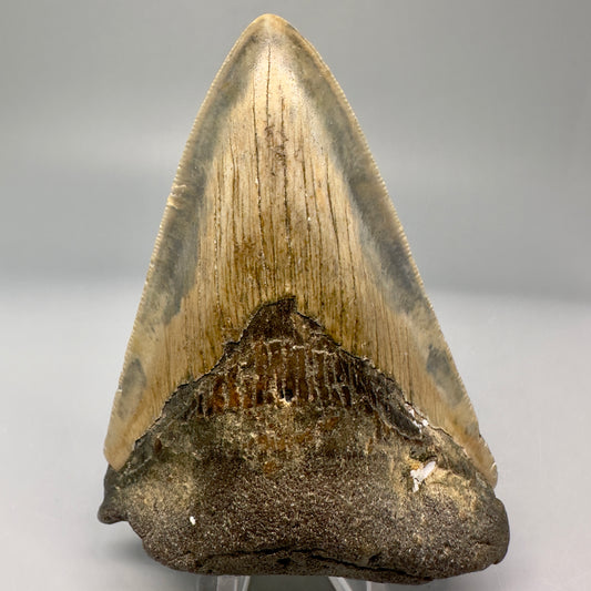 Colorful with great prints 4.09" Fossil Megalodon Tooth - North Carolina CM5024 - Front