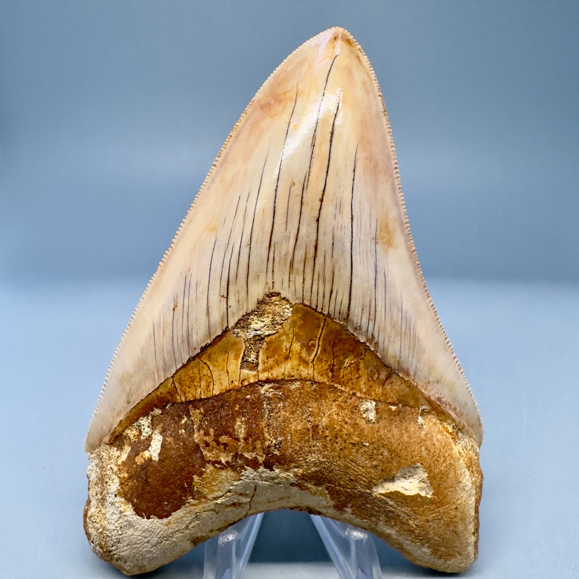 Collector's Quality 4.70" Fossil Megalodon Shark Tooth from West Java, Indonesia CM5022 - Front