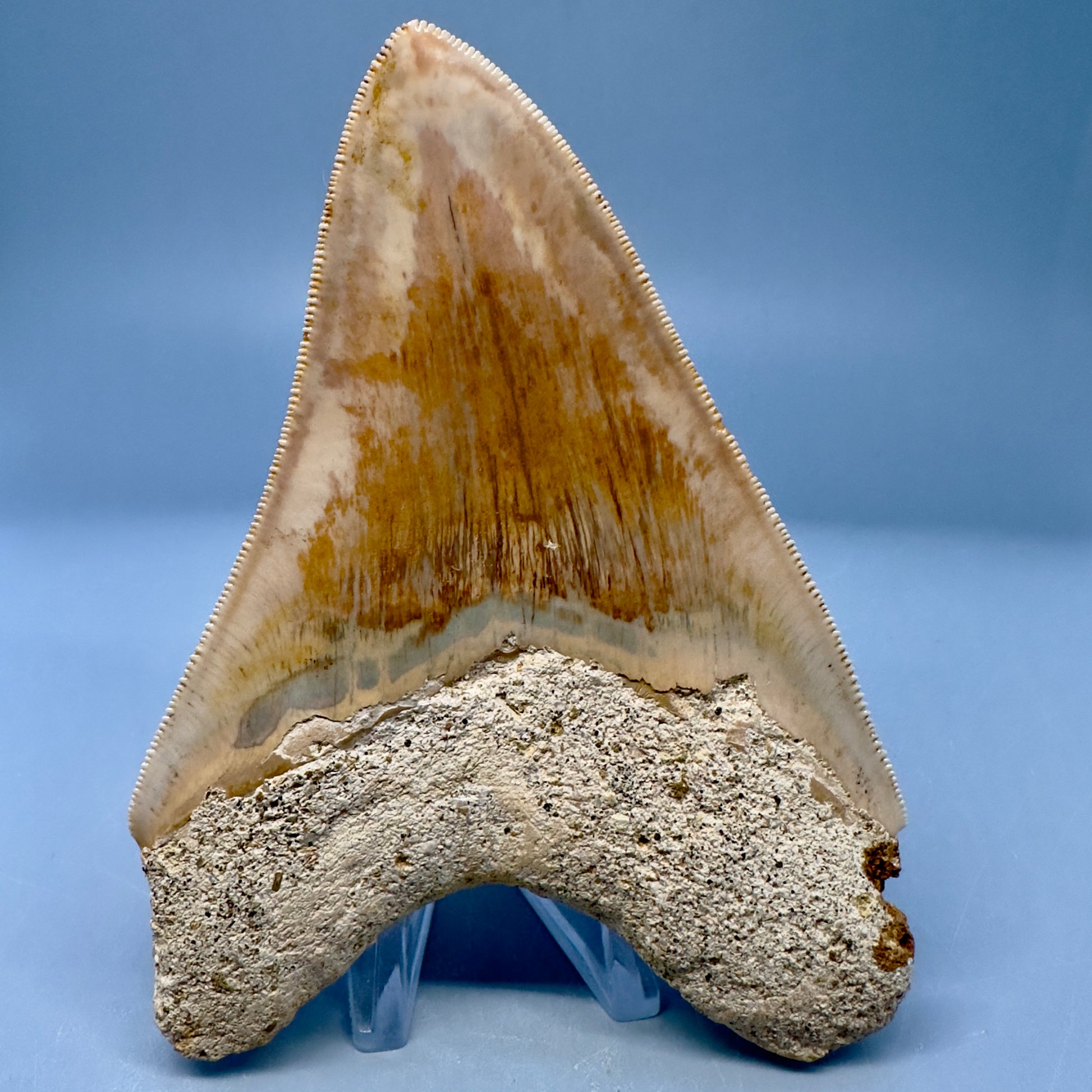 Collector's Quality 4.70" Fossil Megalodon Shark Tooth from West Java, Indonesia CM5022 - Back 