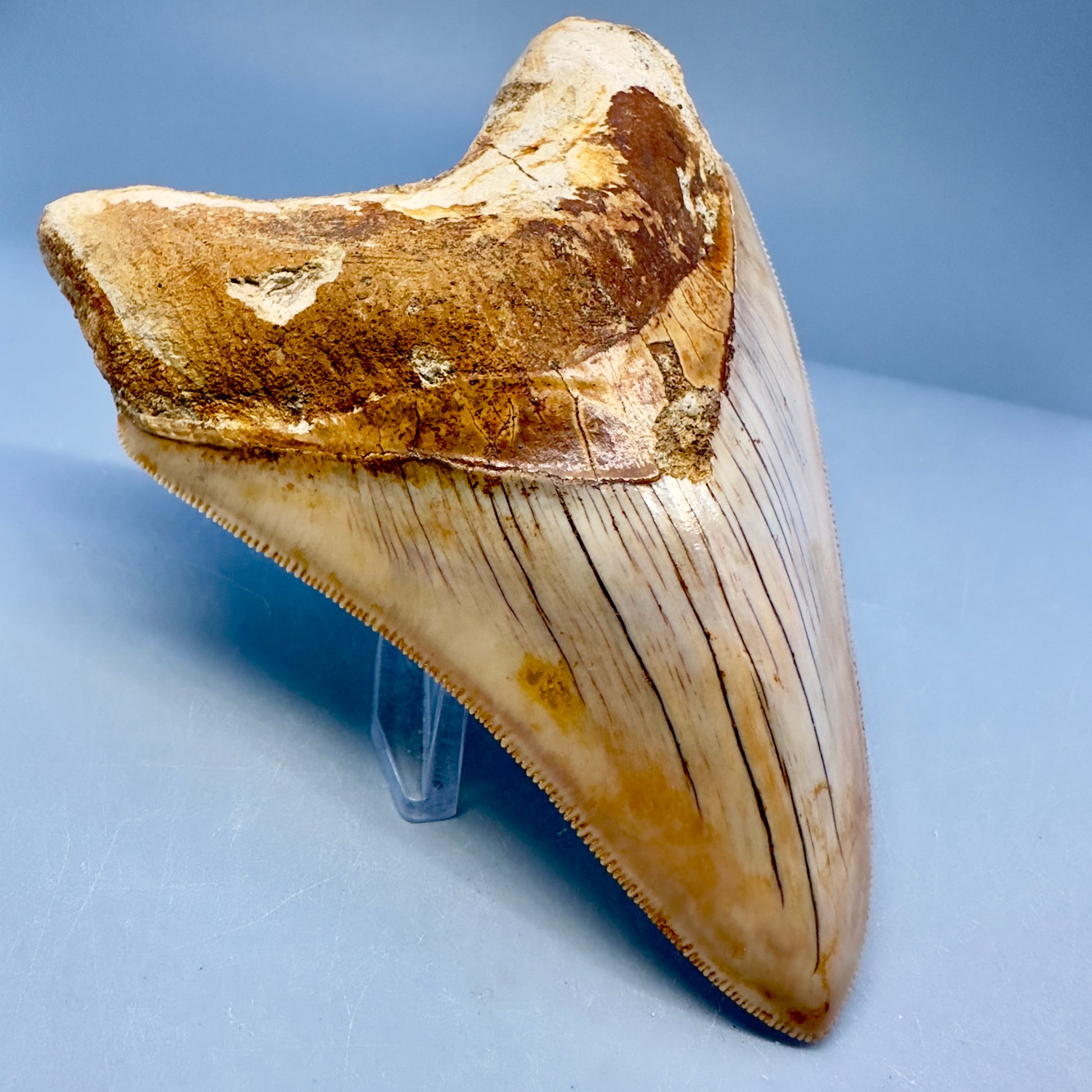 Collector's Quality 4.70" Fossil Megalodon Shark Tooth from West Java, Indonesia CM5022 - Front Left