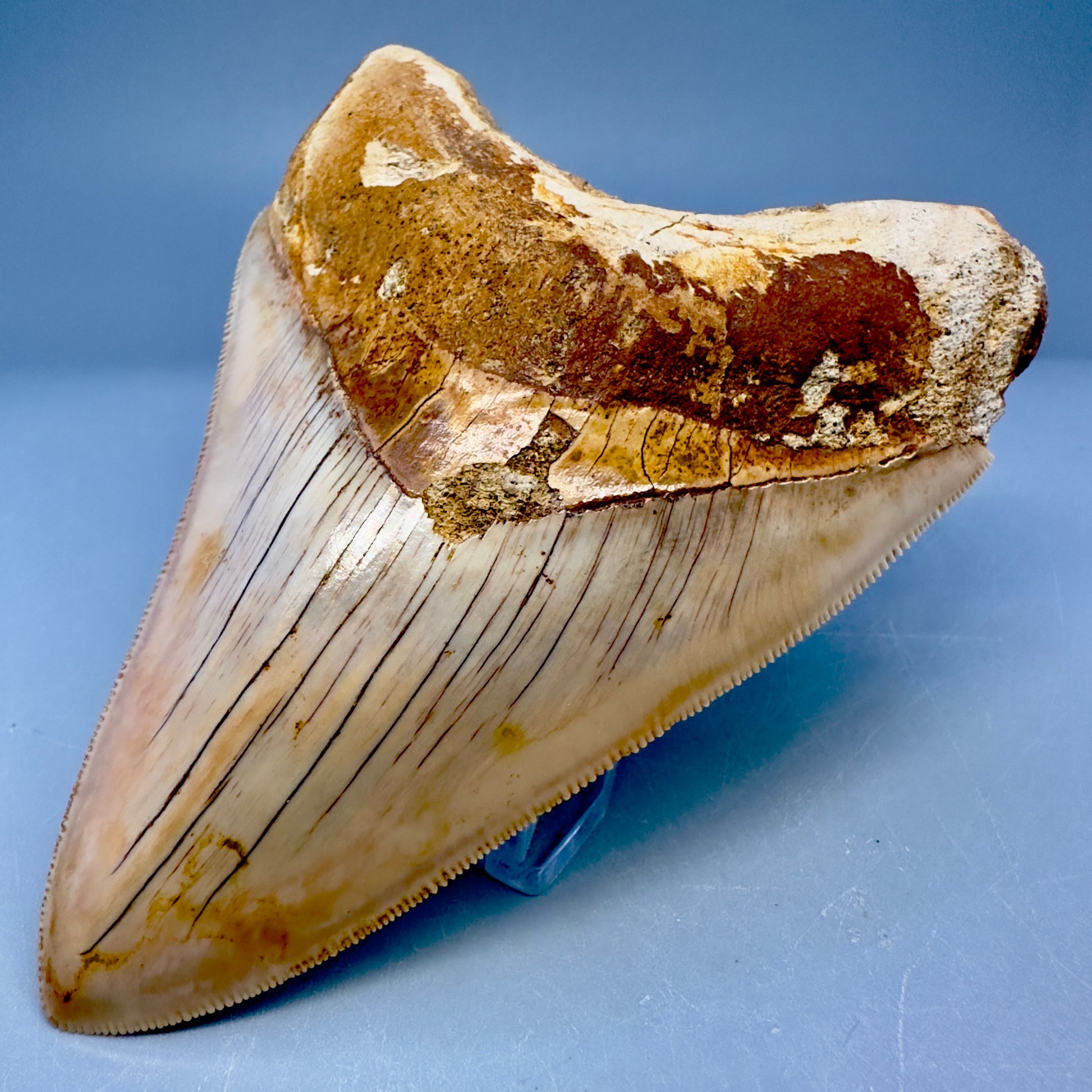 Collector's Quality 4.70" Fossil Megalodon Shark Tooth from West Java, Indonesia CM5022 - Front Right