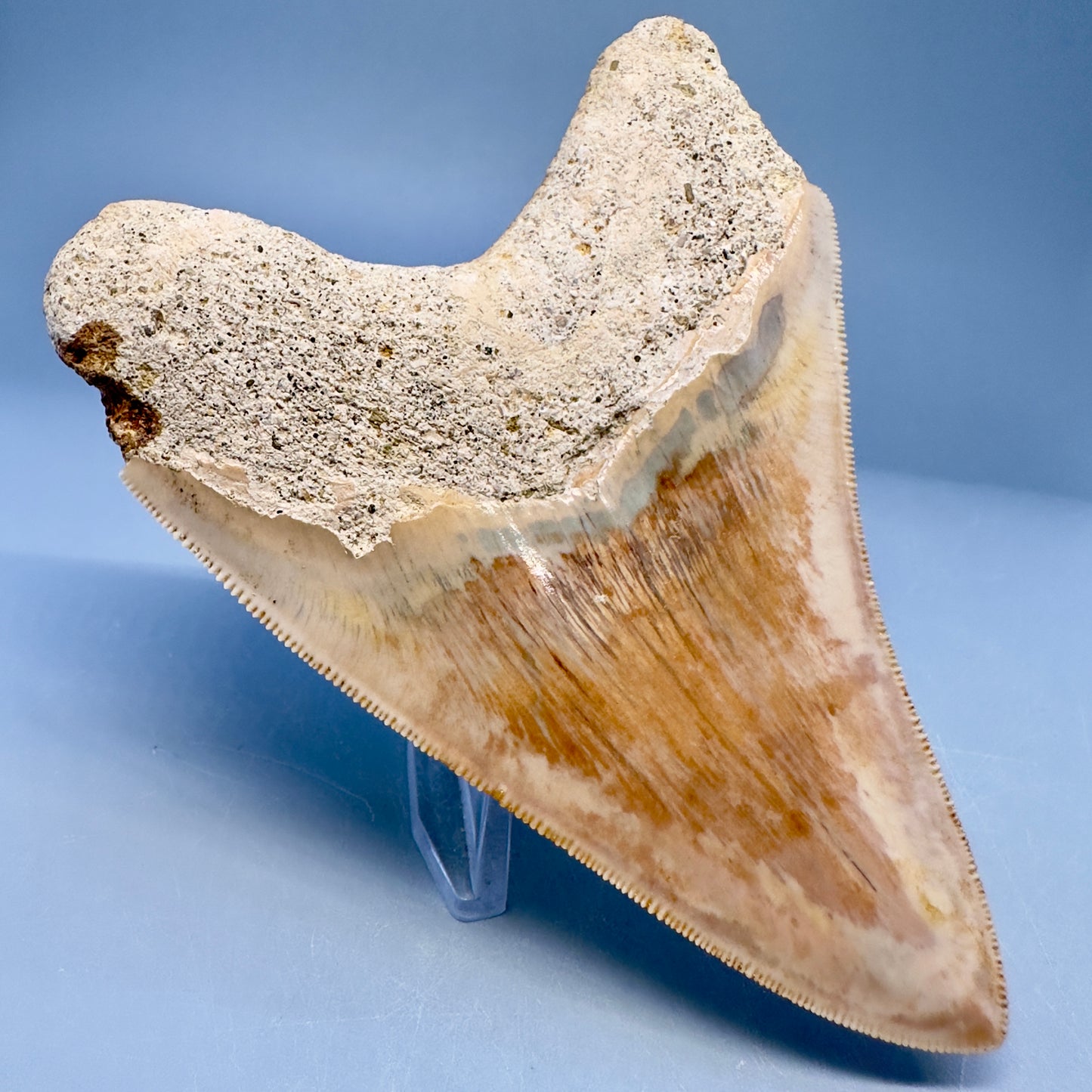 Collector's Quality 4.70" Fossil Megalodon Shark Tooth from West Java, Indonesia CM5022 - Back Left