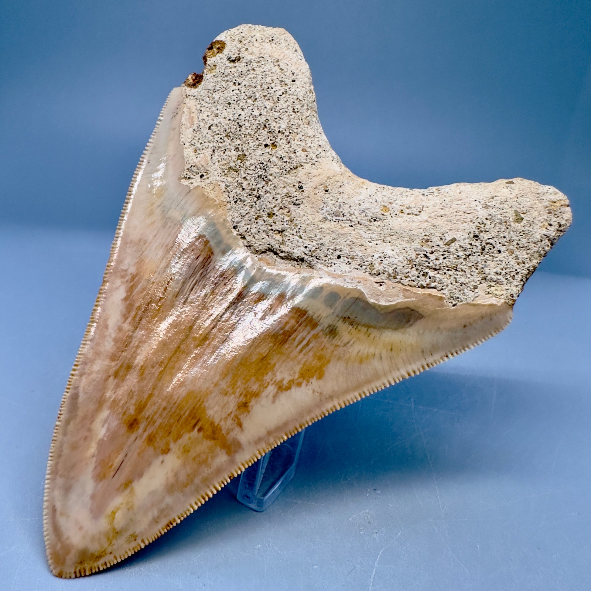 Collector's Quality 4.70" Fossil Megalodon Shark Tooth from West Java, Indonesia CM5022 - Back Right