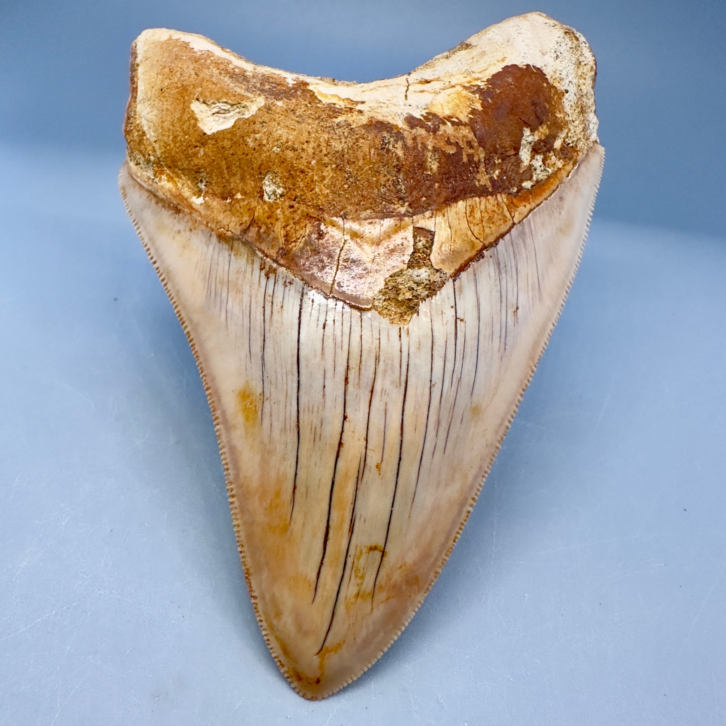 Collector's Quality 4.70" Fossil Megalodon Shark Tooth from West Java, Indonesia CM5022 - Front1