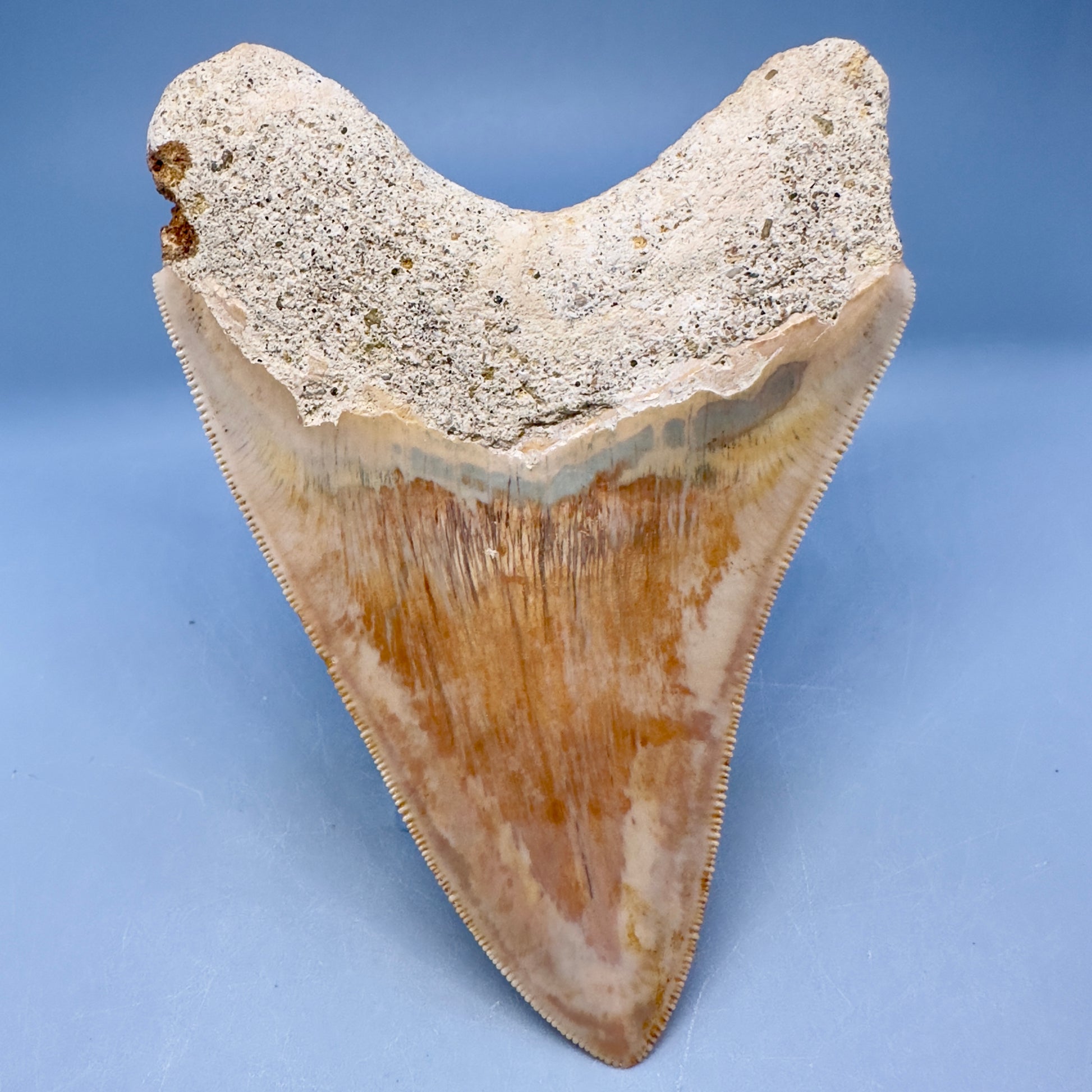 Collector's Quality 4.70" Fossil Megalodon Shark Tooth from West Java, Indonesia CM5022 - Back 