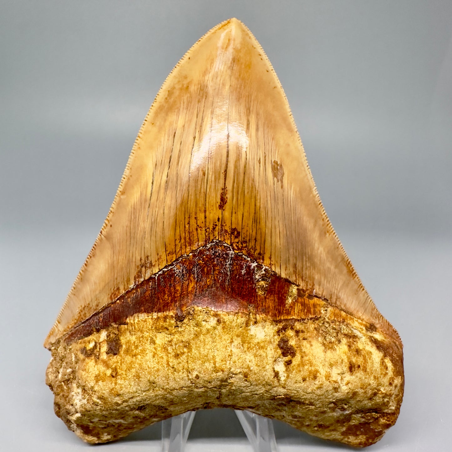 Collector's Quality 5.61" Fossil Megalodon Shark Tooth from West Java, Indonesia CM5023 - Front