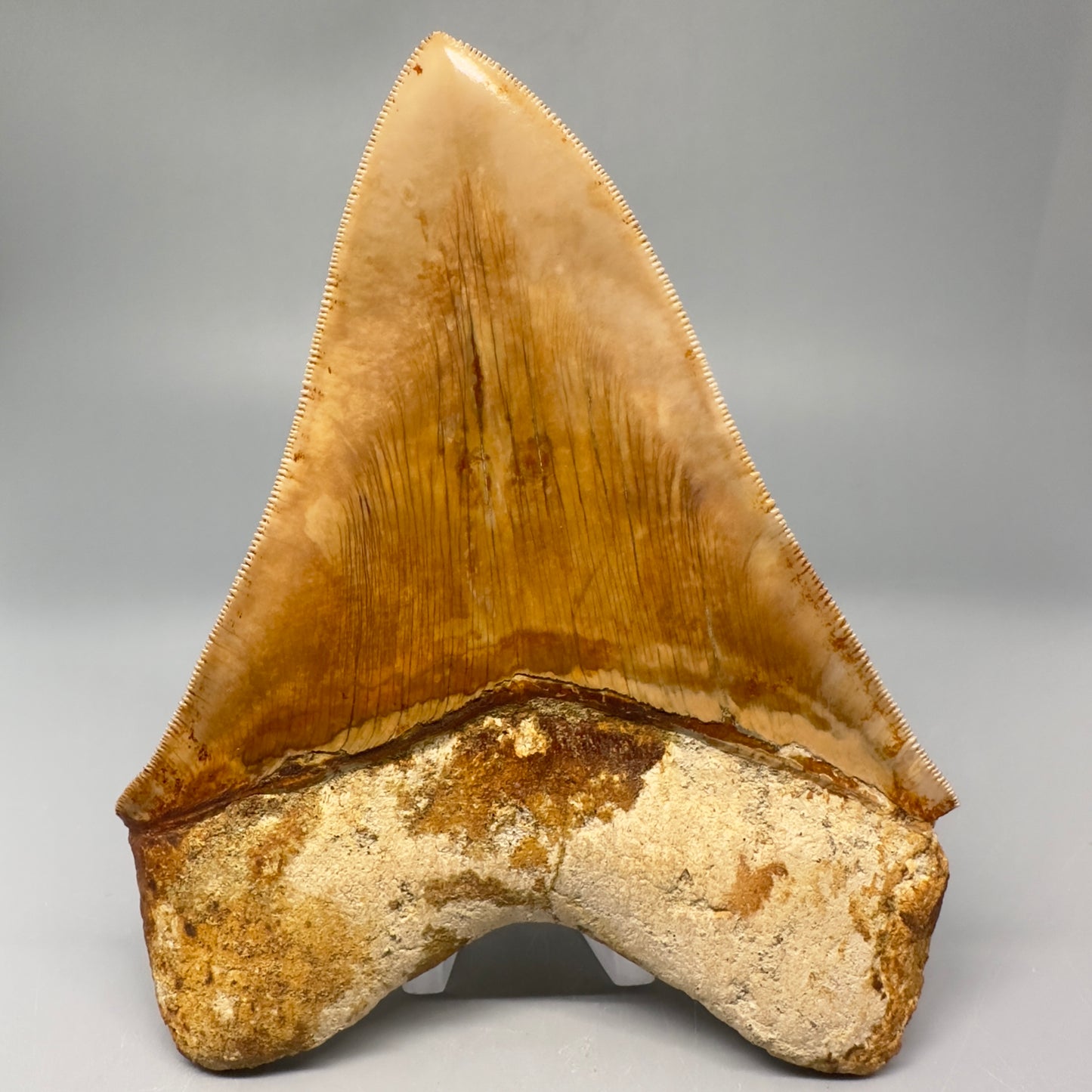 Collector's Quality 5.61" Fossil Megalodon Shark Tooth from West Java, Indonesia CM5023 - Back 