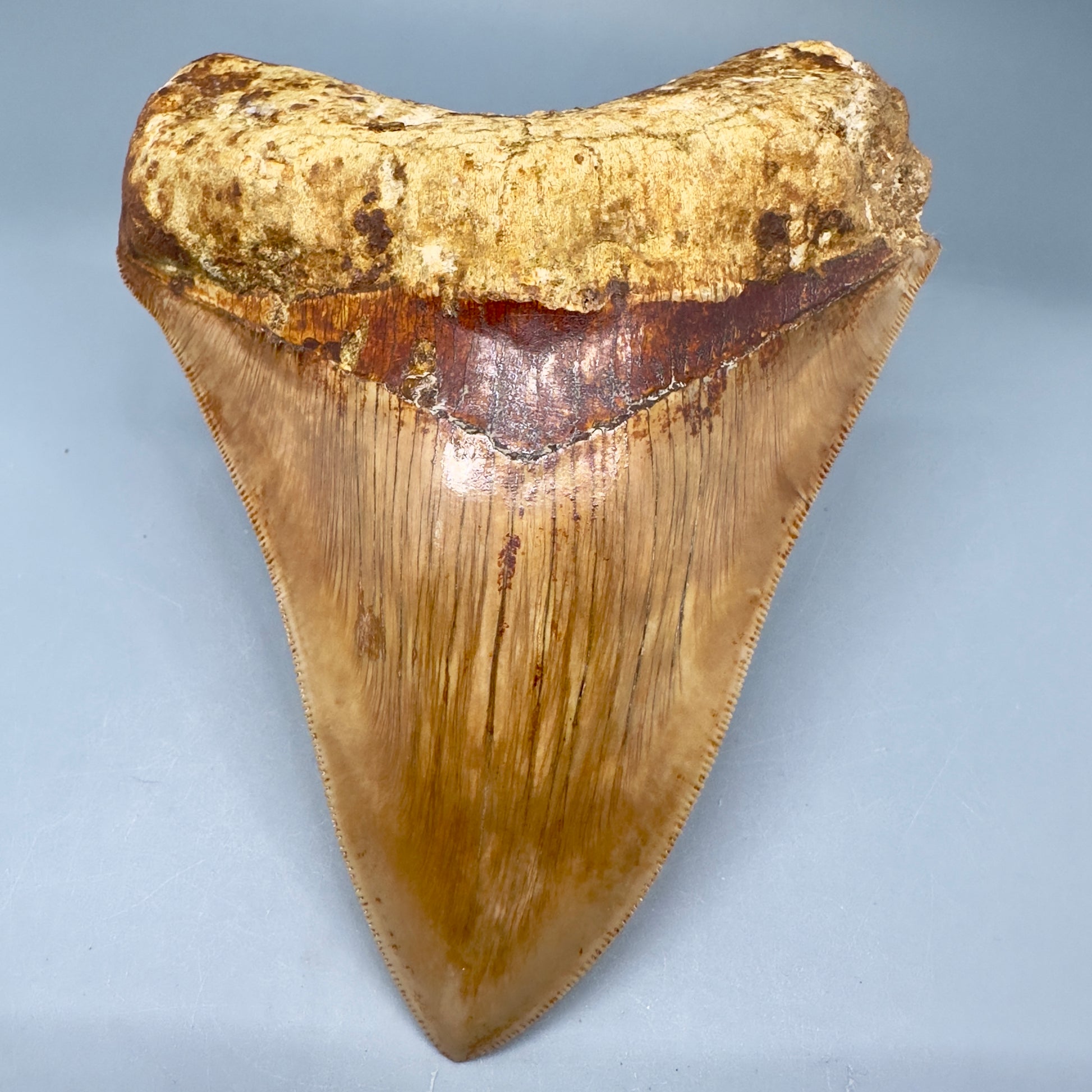 Collector's Quality 5.61" Fossil Megalodon Shark Tooth from West Java, Indonesia CM5023 - Front1