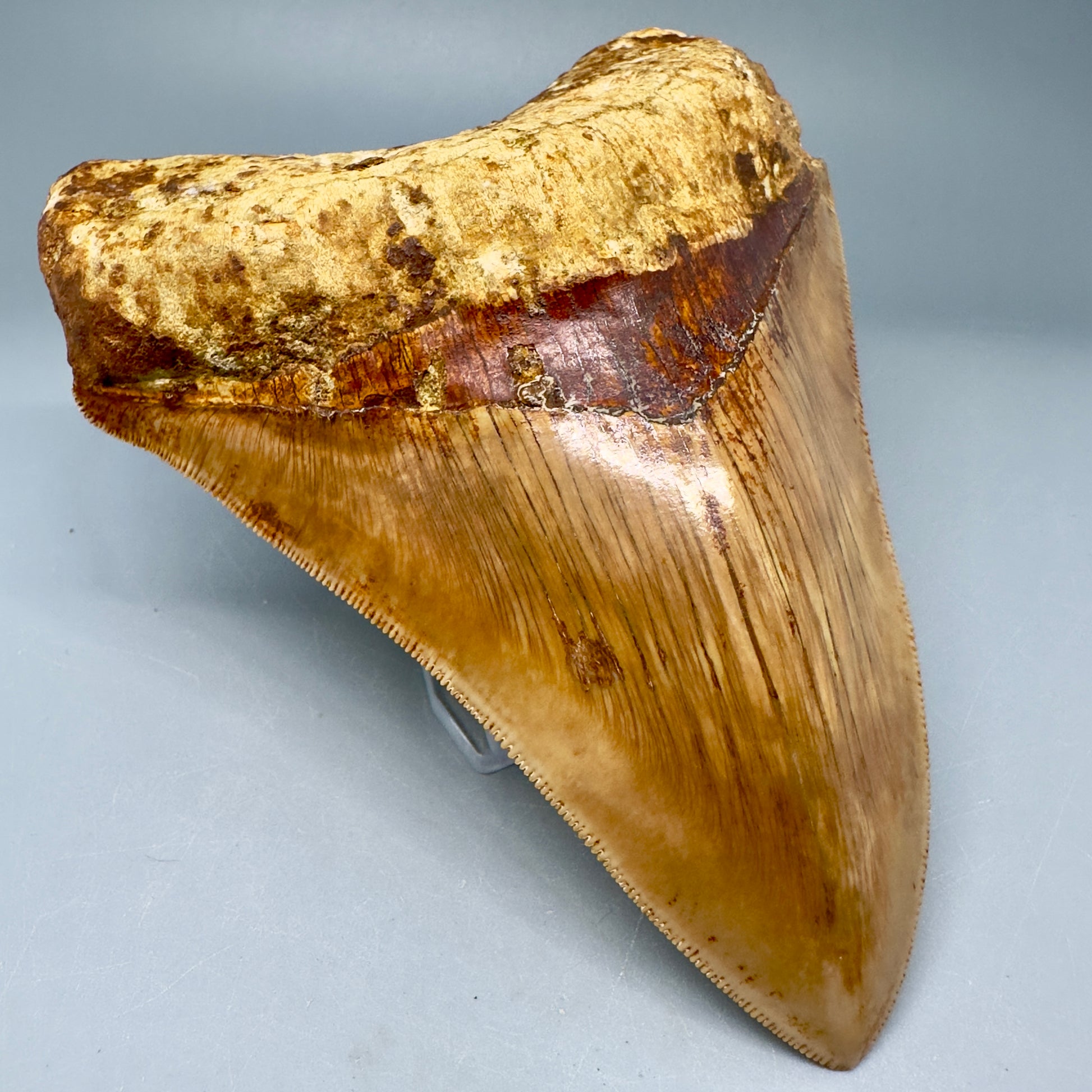 Collector's Quality 5.61" Fossil Megalodon Shark Tooth from West Java, Indonesia CM5023 - Front Left