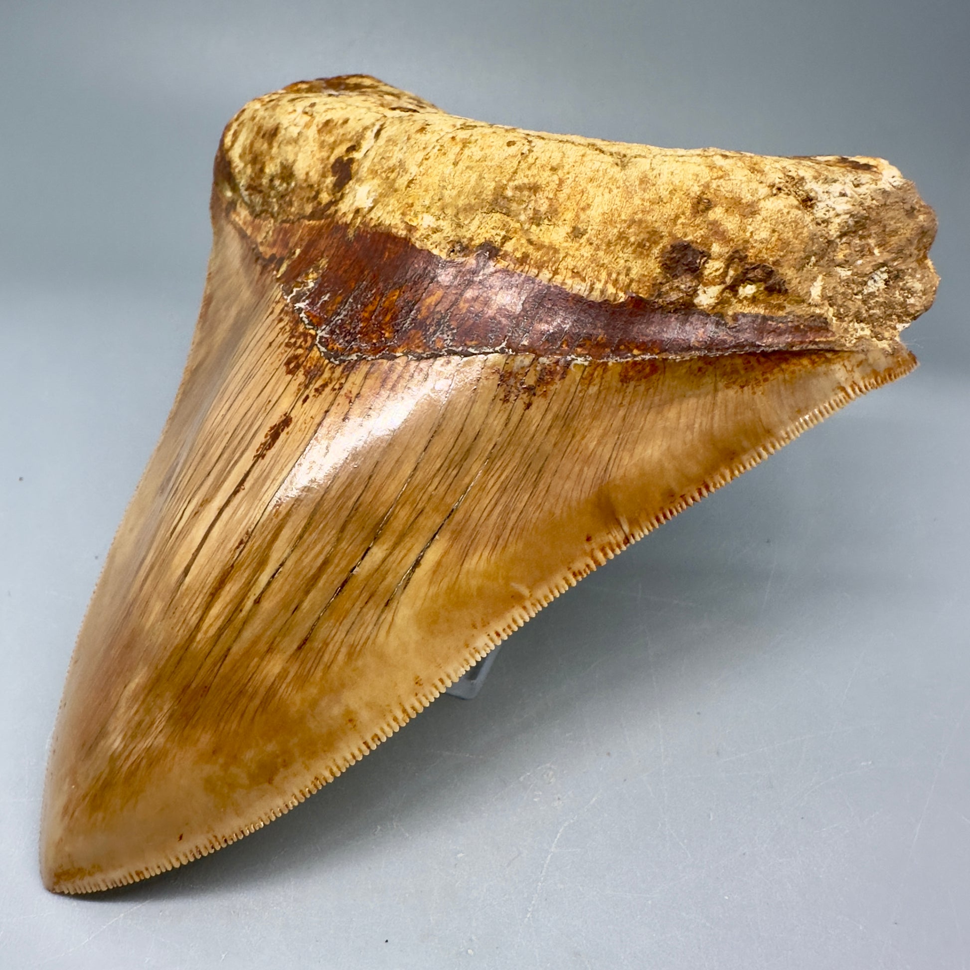 Collector's Quality 5.61" Fossil Megalodon Shark Tooth from West Java, Indonesia CM5023 - Front Right