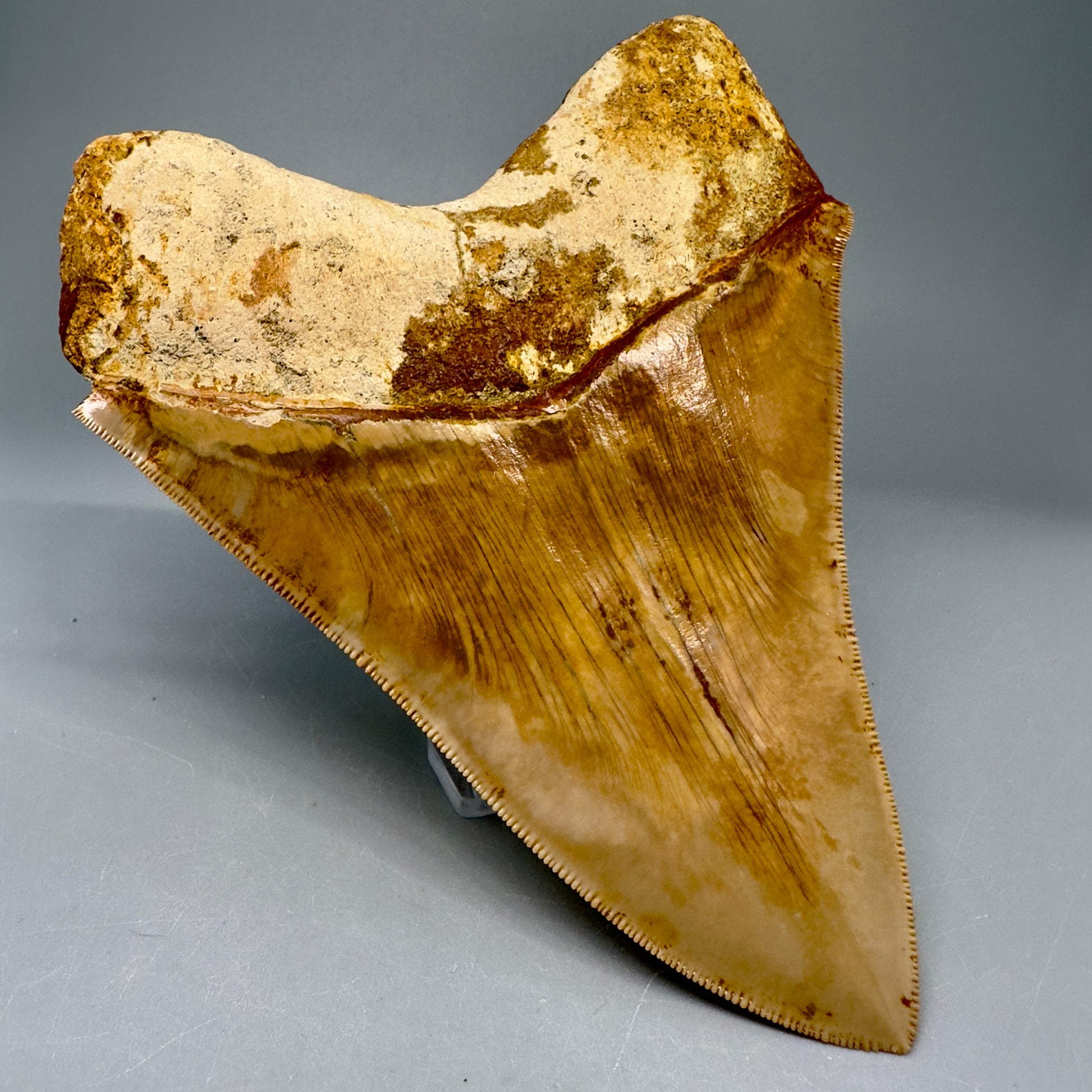 Collector's Quality 5.61" Fossil Megalodon Shark Tooth from West Java, Indonesia CM5023 - Back Left