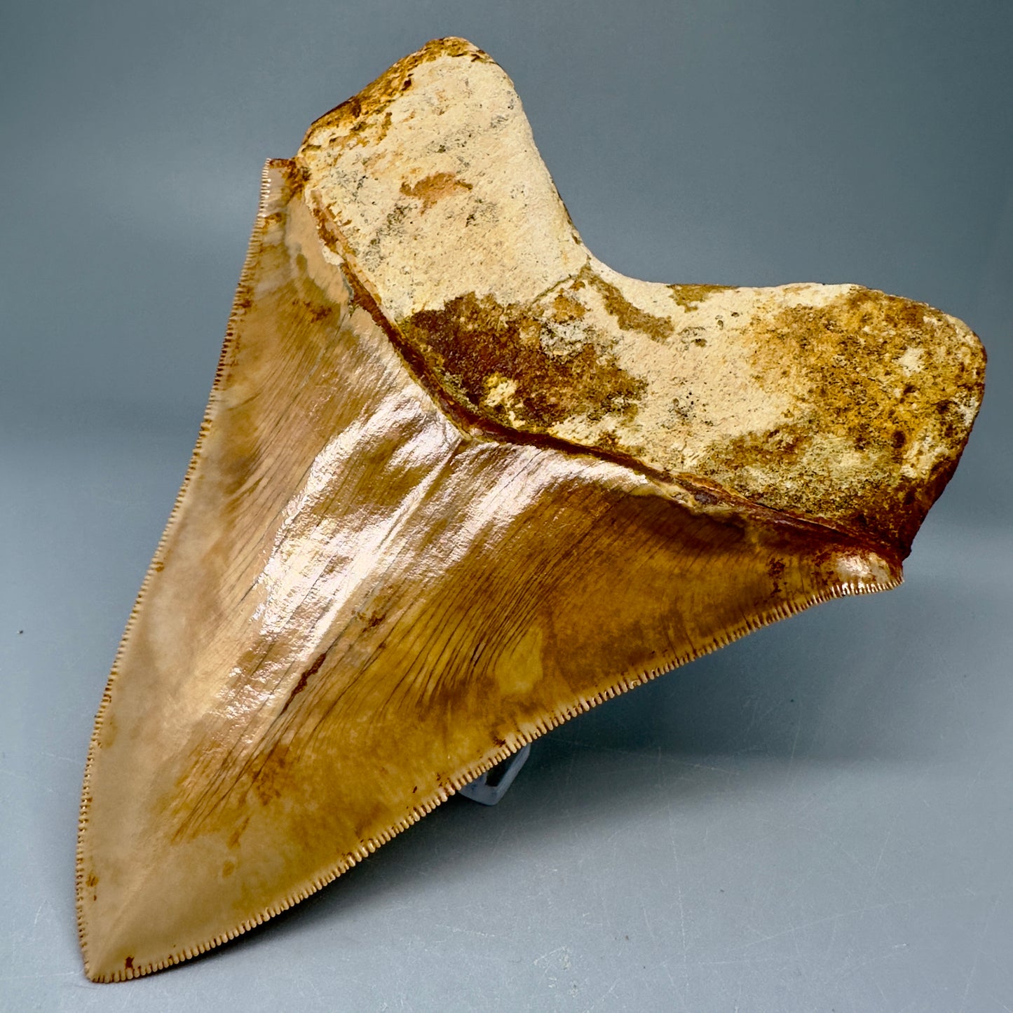 Collector's Quality 5.61" Fossil Megalodon Shark Tooth from West Java, Indonesia CM5023 - Back Right