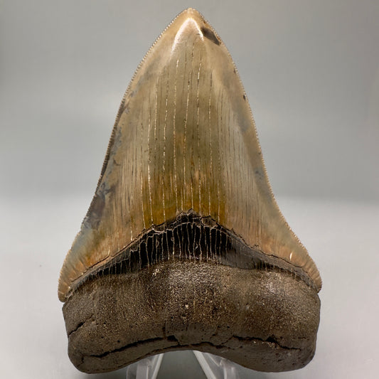 Exquisite 4.69" Red, Brown and green Megalodon Tooth from South Georgia CM5021 - Front