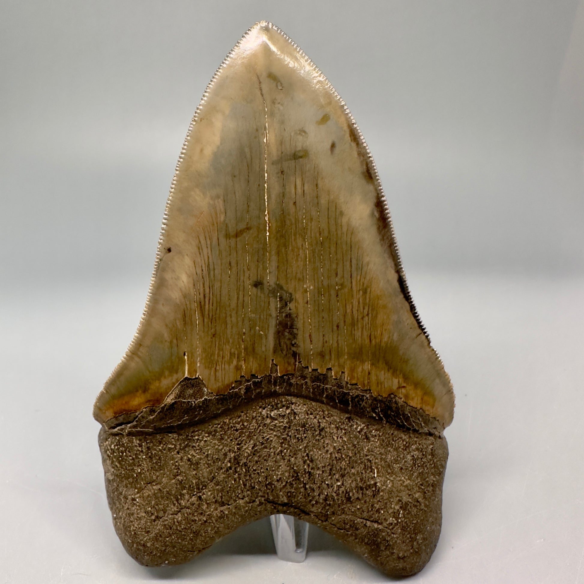 Exquisite 4.69" Red, Brown and green Megalodon Tooth from South Georgia CM5021 - Back1