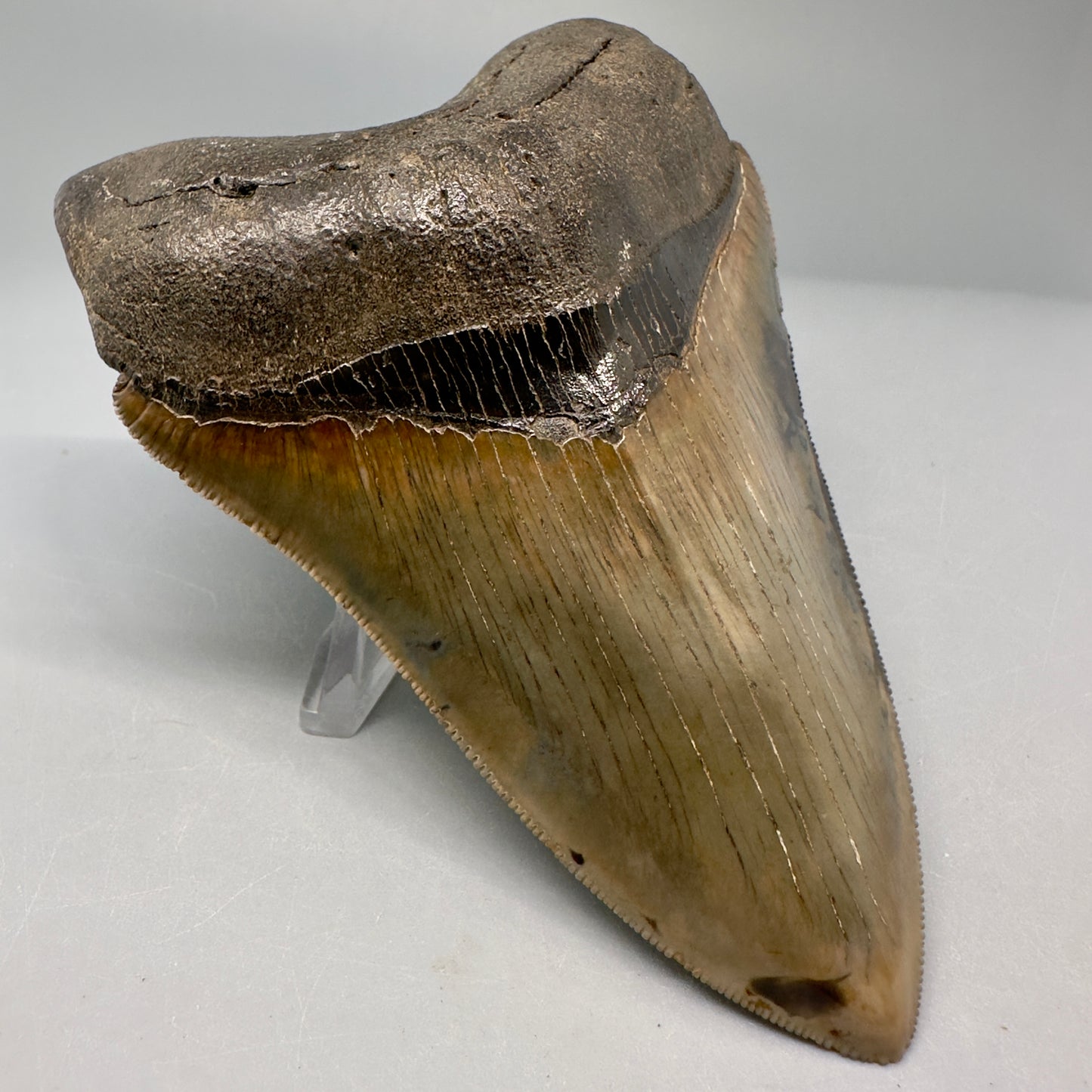 Exquisite 4.69" Red, Brown and green Megalodon Tooth from South Georgia CM5021 - Front Left