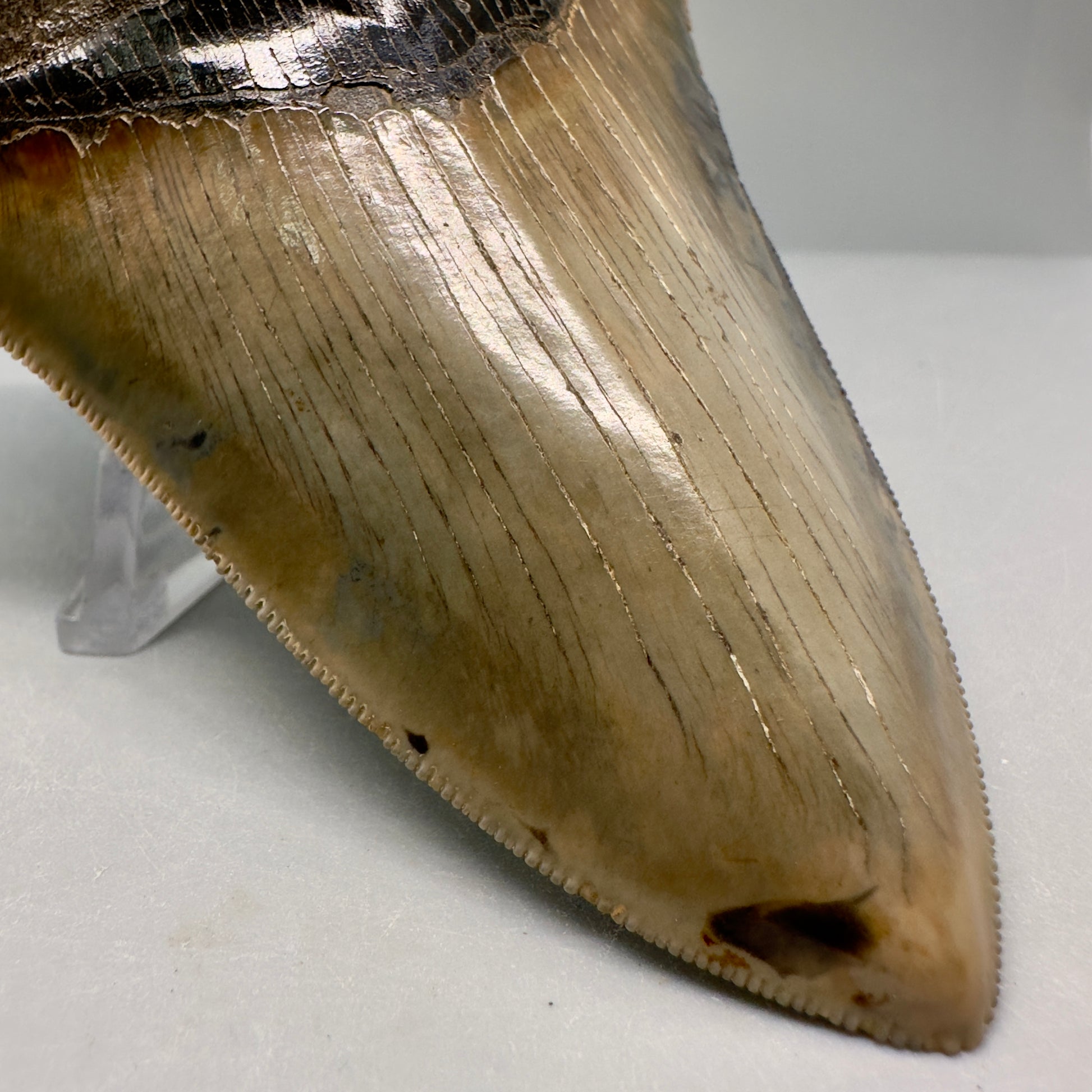 Exquisite 4.69" Red, Brown and green Megalodon Tooth from South Georgia CM5021 - Front Left1