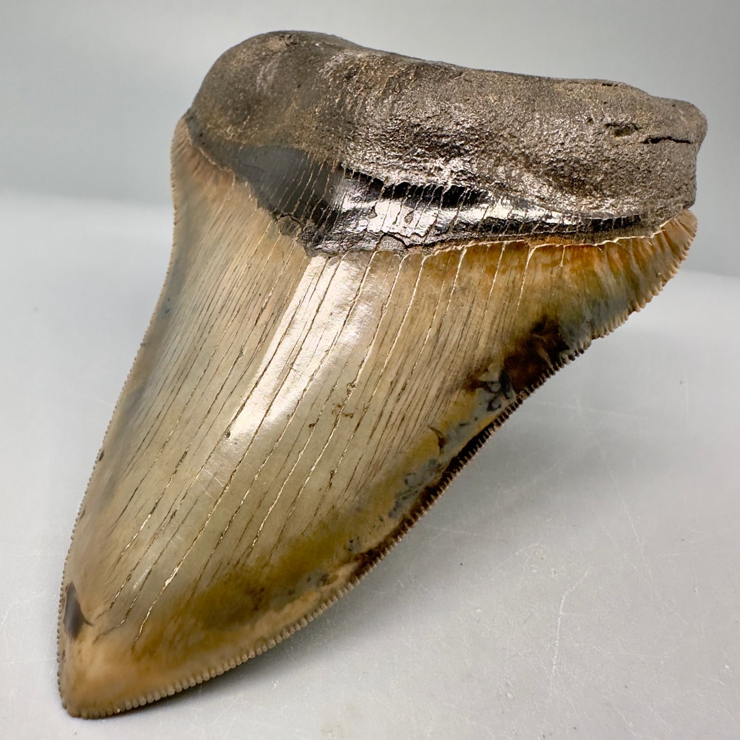 Exquisite 4.69" Red, Brown and green Megalodon Tooth from South Georgia CM5021 - Front Right 