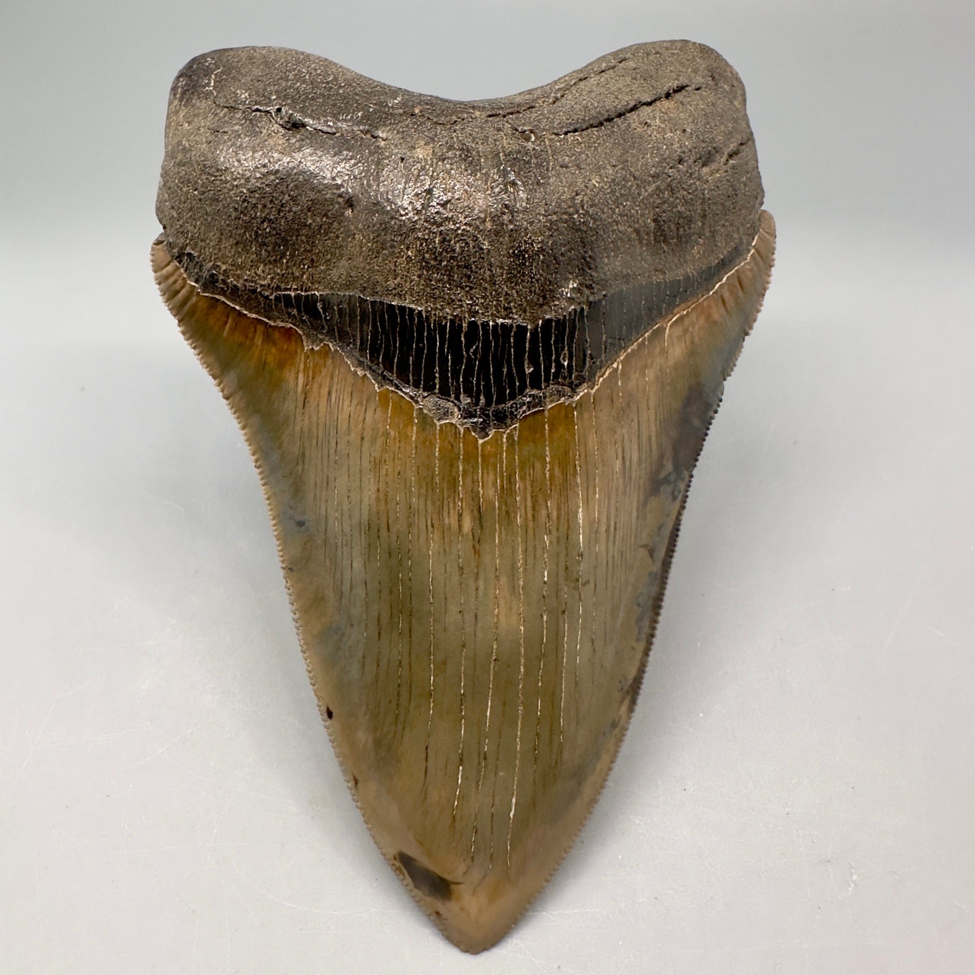 Exquisite 4.69" Red, Brown and green Megalodon Tooth from South Georgia CM5021 - Front1