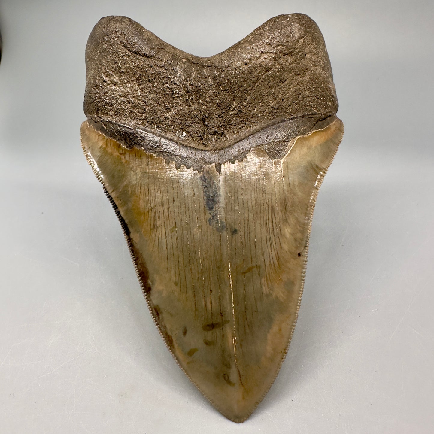 Exquisite 4.69" Red, Brown and green Megalodon Tooth from South Georgia CM5021 - Back