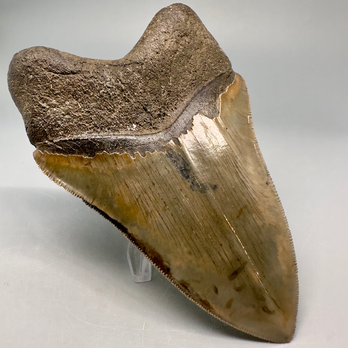 Exquisite 4.69" Red, Brown and green Megalodon Tooth from South Georgia CM5021 - Back Left