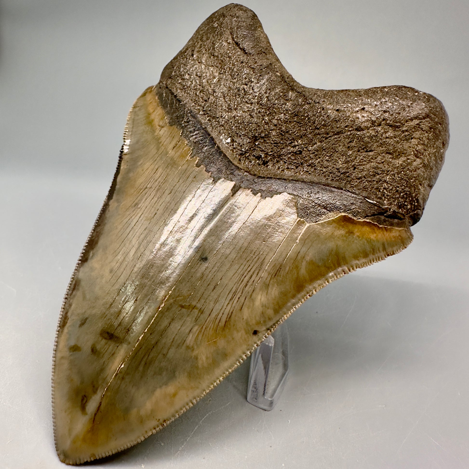 Exquisite 4.69" Red, Brown and green Megalodon Tooth from South Georgia CM5021 - Back Right