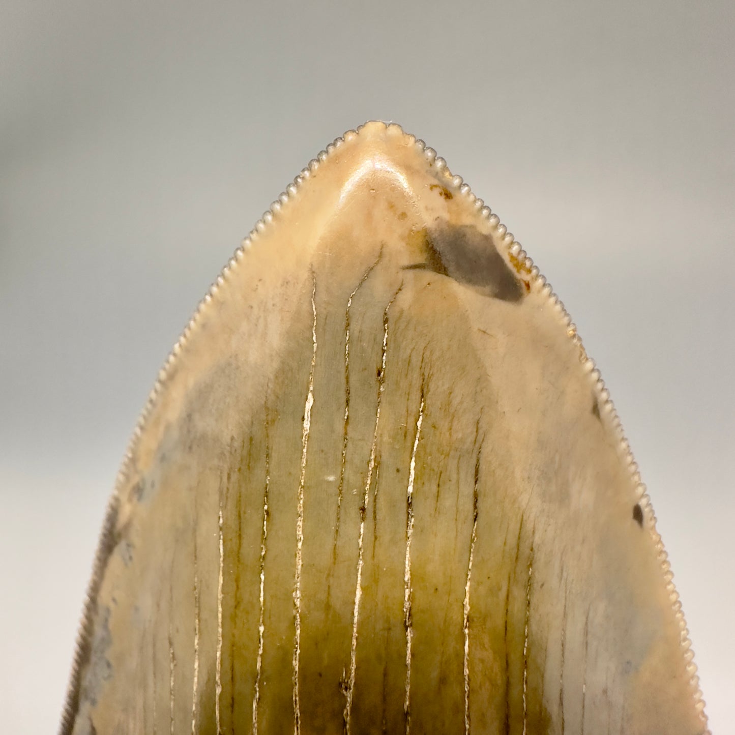 Exquisite 4.69" Red, Brown and green Megalodon Tooth from South Georgia CM5021 - Front tip detail