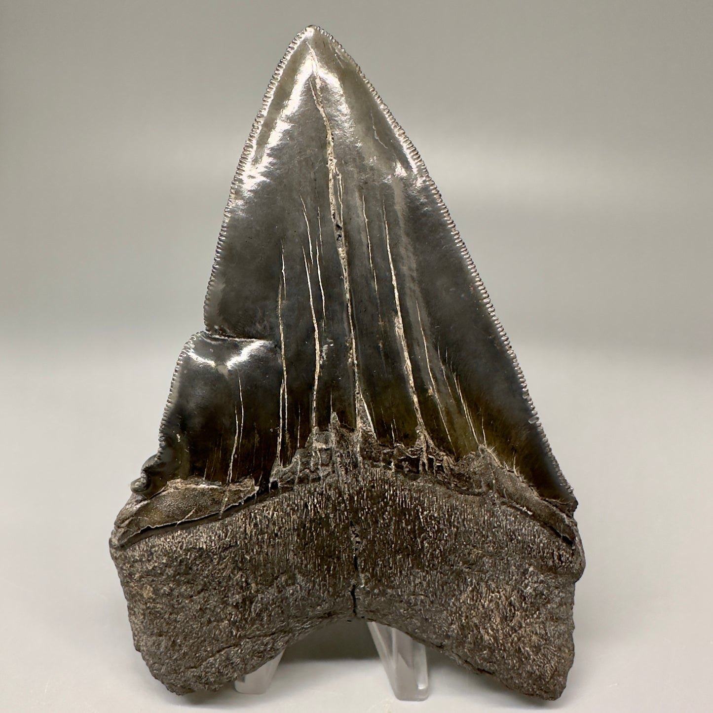 Collector's Quality, deformed 4.84" Fossil Megalodon Tooth - South Carolina CM5019 - Back