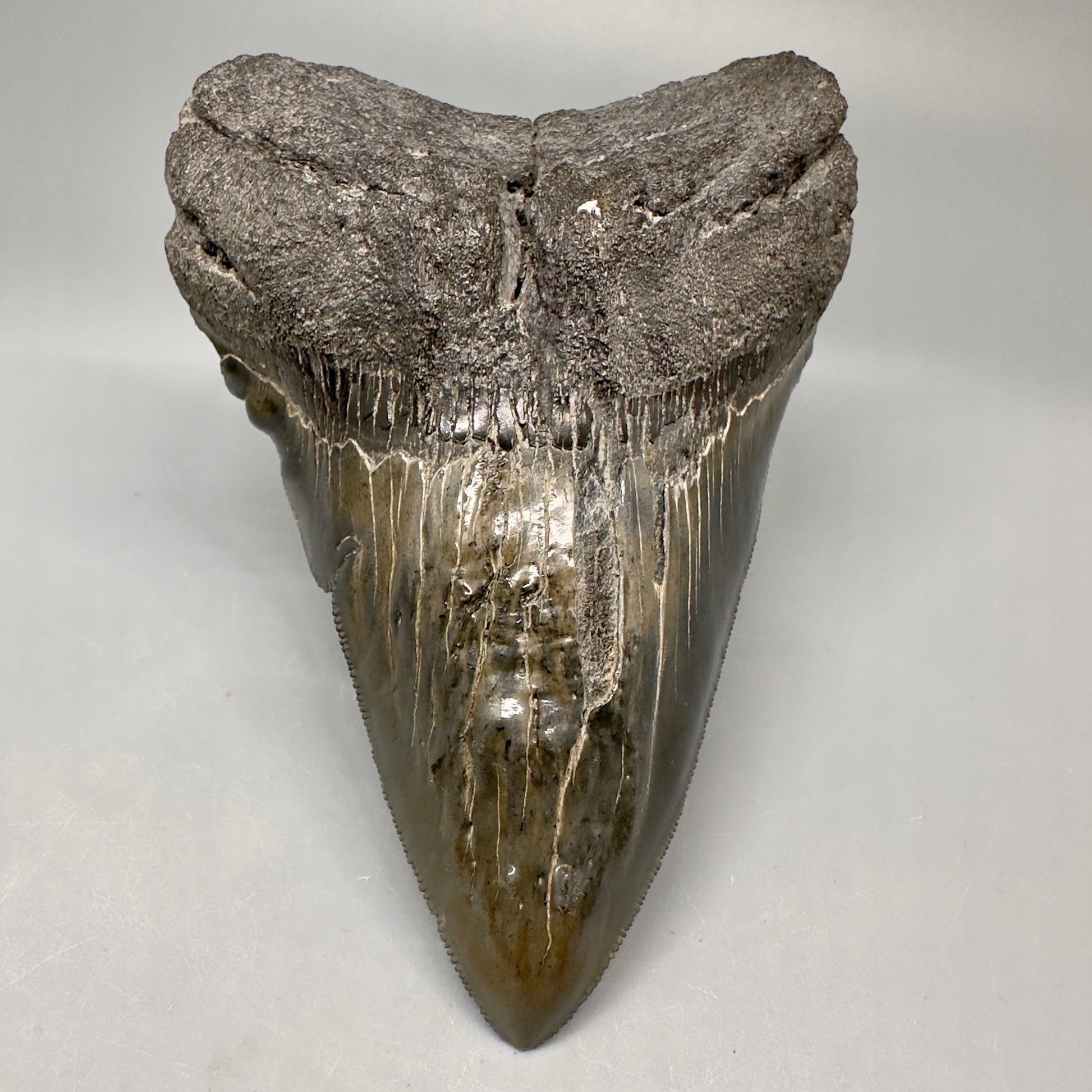 Collector's Quality, deformed 4.84" Fossil Megalodon Tooth - South Carolina CM5019 - Front1