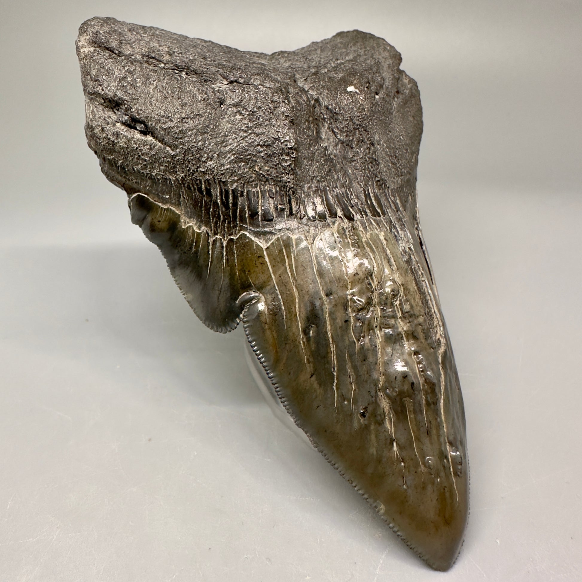 Collector's Quality, deformed 4.84" Fossil Megalodon Tooth - South Carolina CM5019 - Front Left