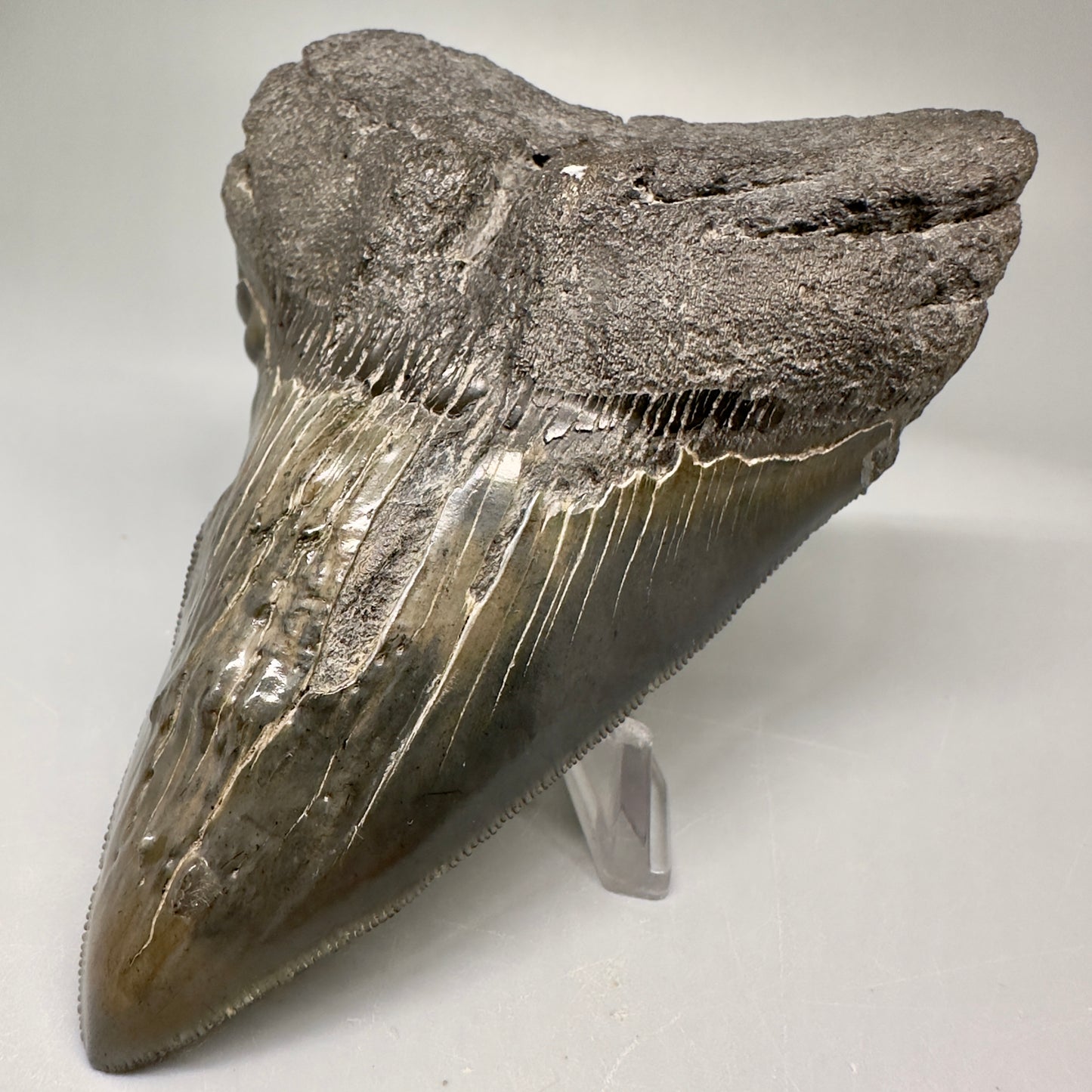 Collector's Quality, deformed 4.84" Fossil Megalodon Tooth - South Carolina CM5019 - Front Right